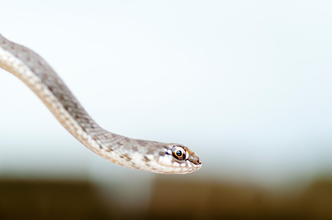 Keeping Snakes at Bay: The Power of Snake Away